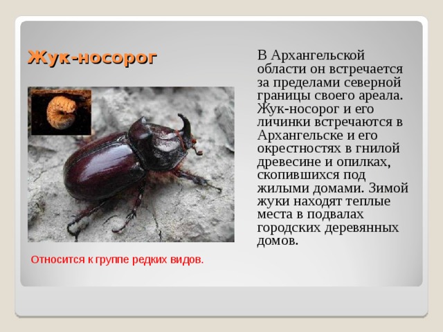 Жук-носорог  В Архангельской области он встречается за пределами северной границы своего ареала. Жук-носорог и его личинки встречаются в Архангельске и его окрестностях в гнилой древесине и опилках, скопившихся под жилыми домами. Зимой жуки находят теплые места в подвалах городских деревянных домов. Относится к группе редких видов. 