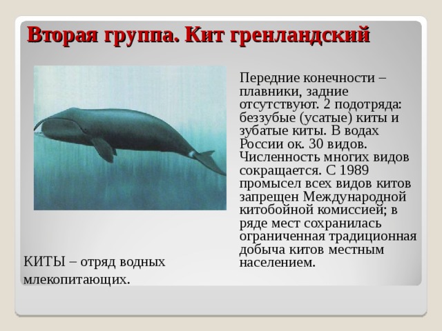 Вторая группа. Кит гренландский    Передние конечности – плавники, задние отсутствуют. 2 подотряда: беззубые (усатые) киты и зубатые киты. В водах России ок. 30 видов. Численность многих видов сокращается. С 1989 промысел всех видов китов запрещен Международной китобойной комиссией; в ряде мест сохранилась ограниченная традиционная добыча китов местным населением. КИТЫ – отряд водных млекопитающих. 