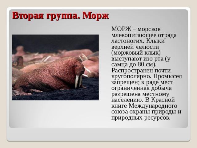 Вторая группа. Морж    МОРЖ – морское млекопитающее отряда ластоногих. Клыки верхней челюсти (моржовый клык) выступают изо рта (у самца до 80 см). Распространен почти кругополярно. Промысел запрещен; в ряде мест ограниченная добыча разрешена местному населению. В Красной книге Международного союза охраны природы и природных ресурсов. 