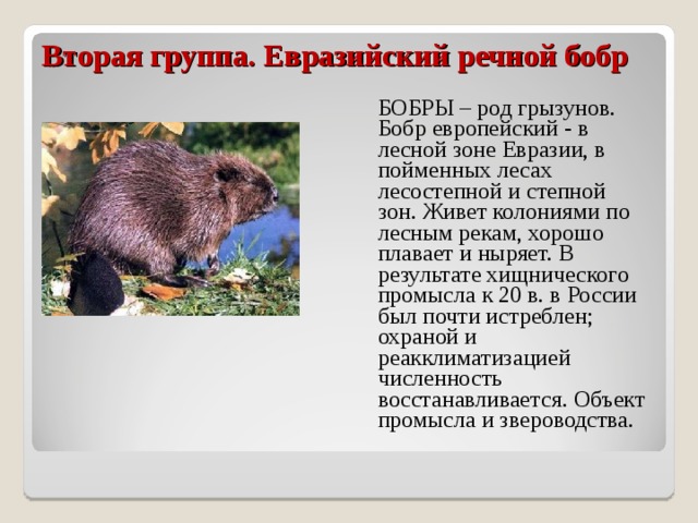 Вторая группа. Евразийский речной бобр    БОБРЫ – род грызунов. Бобр европейский - в лесной зоне Евразии, в пойменных лесах лесостепной и степной зон. Живет колониями по лесным рекам, хорошо плавает и ныряет. В результате хищнического промысла к 20 в. в России был почти истреблен; охраной и реакклиматизацией численность восстанавливается. Объект промысла и звероводства. 