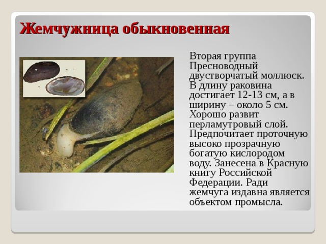 Жемчужница обыкновенная  Вторая группа . Пресноводный двустворчатый моллюск. В длину раковина достигает 12-13 см, а в ширину – около 5 см. Хорошо развит перламутровый слой. Предпочитает проточную высоко прозрачную богатую кислородом воду. Занесена в Красную книгу Российской Федерации. Ради жемчуга издавна является объектом промысла. 