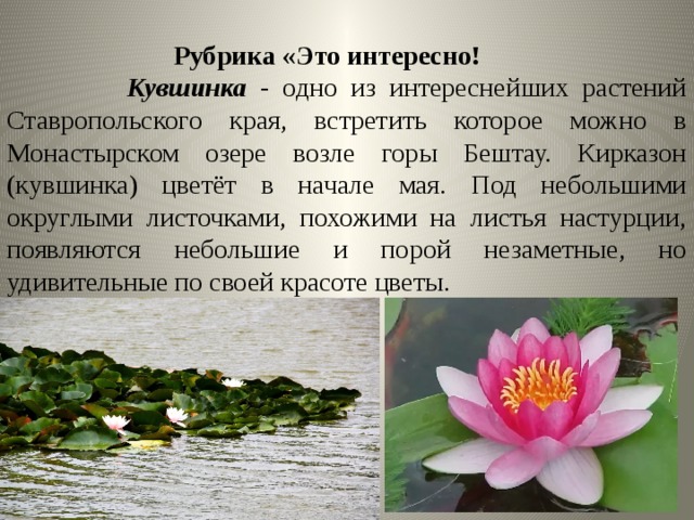 Рубрика «Это интересно!  Кувшинка - одно из интереснейших растений Ставропольского края, встретить которое можно в Монастырском озере возле горы Бештау. Кирказон (кувшинка) цветёт в начале мая. Под небольшими округлыми листочками, похожими на листья настурции, появляются небольшие и порой незаметные, но удивительные по своей красоте цветы. 