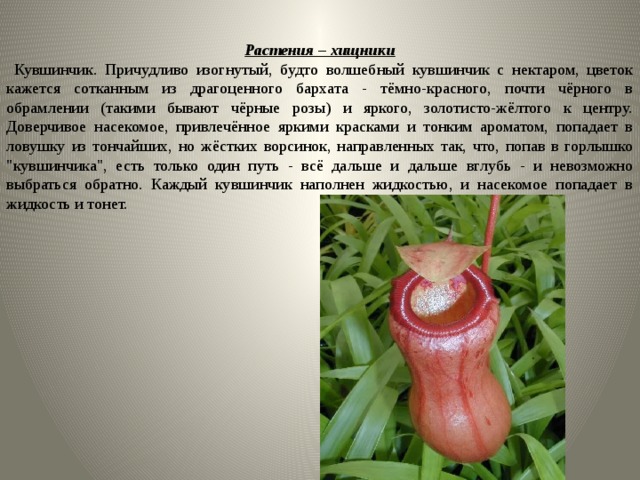 Растения – хищники  Кувшинчик. Причудливо изогнутый, будто волшебный кувшинчик с нектаром, цветок кажется сотканным из драгоценного бархата - тёмно-красного, почти чёрного в обрамлении (такими бывают чёрные розы) и яркого, золотисто-жёлтого к центру. Доверчивое насекомое, привлечённое яркими красками и тонким ароматом, попадает в ловушку из тончайших, но жёстких ворсинок, направленных так, что, попав в горлышко 