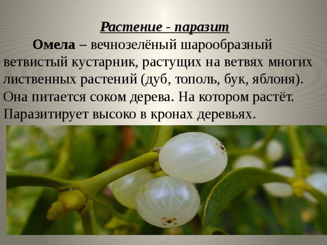  Растение - паразит  Омела – вечнозелёный шарообразный ветвистый кустарник, растущих на ветвях многих лиственных растений (дуб, тополь, бук, яблоня). Она питается соком дерева. На котором растёт. Паразитирует высоко в кронах деревьях. 