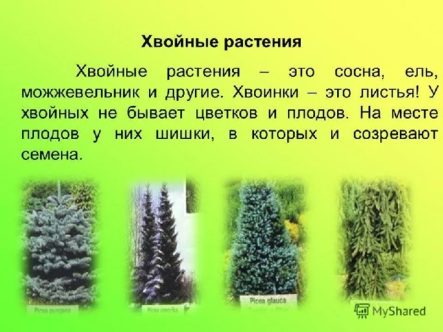 Хвойные растения 