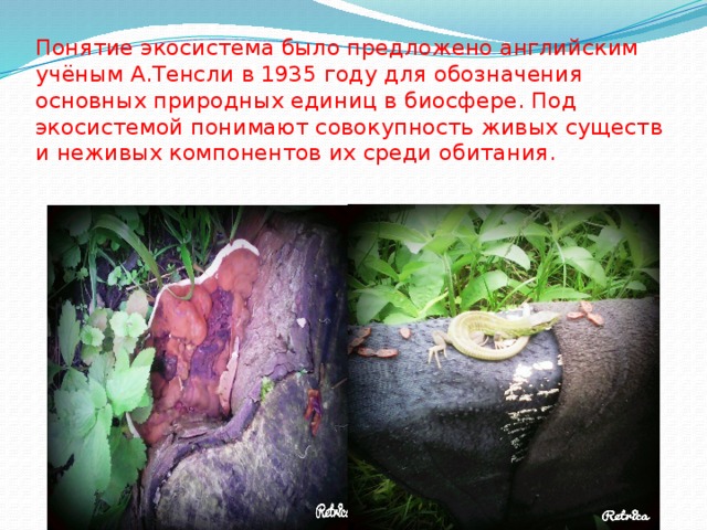 Понятие экосистема было предложено английским учёным А.Тенсли в 1935 году для обозначения основных природных единиц в биосфере. Под экосистемой понимают совокупность живых существ и неживых компонентов их среди обитания. П 