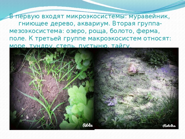 В первую входят микроэкосистемы: муравейник,  гниющее дерево, аквариум. Вторая группа-мезоэкосистема: озеро, роща, болото, ферма, поле. К третьей группе макроэкосистем относят: море, тундру, степь, пустыню, тайгу. 