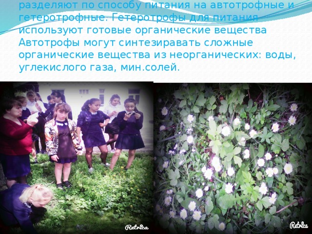 Живые организмы, образующие экосистему, разделяют по способу питания на автотрофные и гетеротрофные. Гетеротрофы для питания используют готовые органические вещества Автотрофы могут синтезиравать сложные органические вещества из неорганических: воды, углекислого газа, мин.солей. 