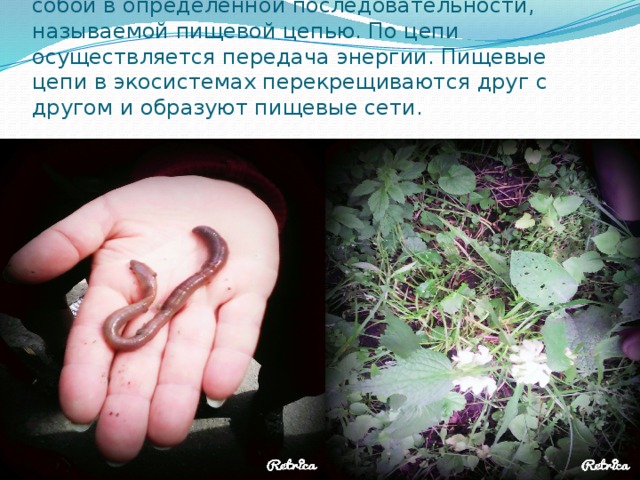 В процессе питания организмы связаны между собой в определённой последовательности, называемой пищевой цепью. По цепи осуществляется передача энергии. Пищевые цепи в экосистемах перекрещиваются друг с другом и образуют пищевые сети. 