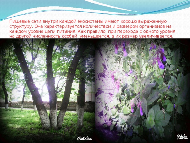 Пищевые сети внутри каждой экосистемы имеют хорошо выраженную структуру. Она характеризуется количеством и размером организмов на каждом уровне цепи питания. Как правило, при переходе с одного уровня на другой численность особей уменьшается, а их размер увеличивается. 