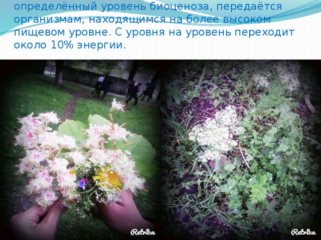 Только часть энергии, поступившей на определённый уровень биоценоза, передаётся организмам, находящимся на более высоком пищевом уровне. С уровня на уровень переходит около 10% энергии. 