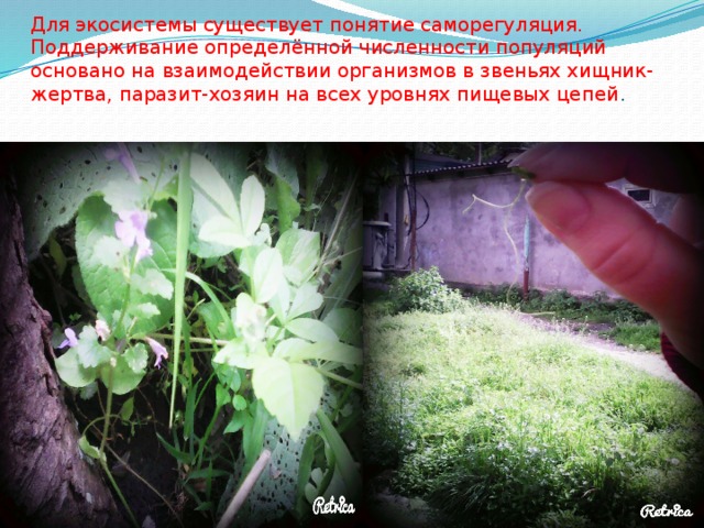 Для экосистемы существует понятие саморегуляция. Поддерживание определённой численности популяций основано на взаимодействии организмов в звеньях хищник- жертва, паразит-хозяин на всех уровнях пищевых цепей . 