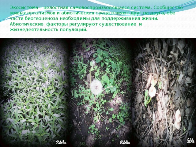 Экосистема – целостная самовоспроизводящаяся система. Сообщество живых организмов и абиотическая среда влияют друг на друга, обе части биогеоценоза необходимы для поддерживания жизни. Абиотические факторы регулируют существование и жизнедеятельность популяций. 