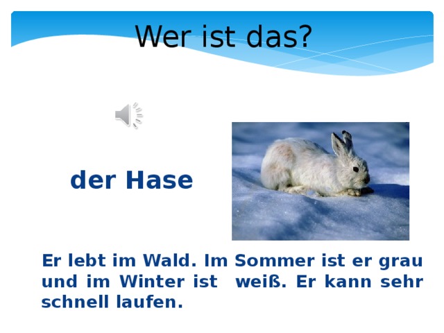Wer ist das?  der Hase Er lebt im Wald. Im Sommer ist er grau und im Winter ist weiß. Er kann sehr schnell laufen. 