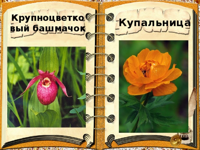 Купальница Крупноцветковый башмачок 
