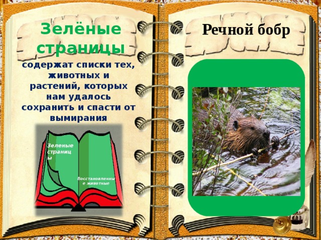 Зелёные страницы   Речной бобр содержат списки тех, животных и растений, которых нам удалось сохранить и спасти от вымирания   