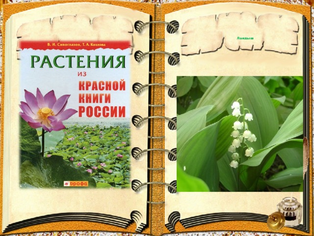     Ландыш      