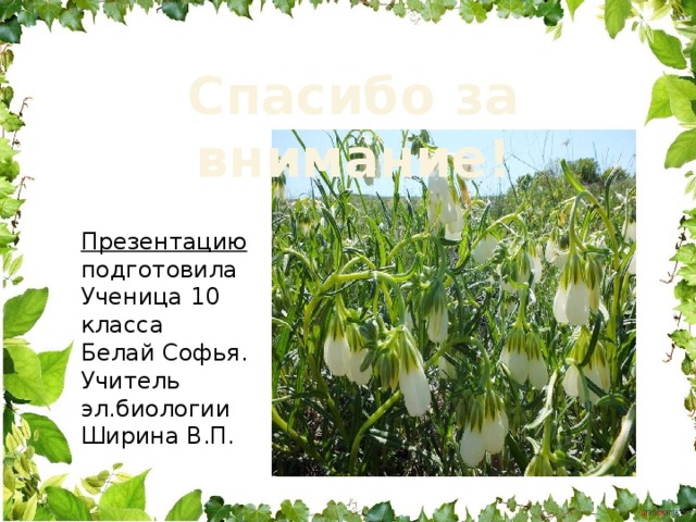 Спасибо за внимание! Презентацию подготовила Ученица 10 класса Белай Софья. Учитель эл.биологии Ширина В.П. 