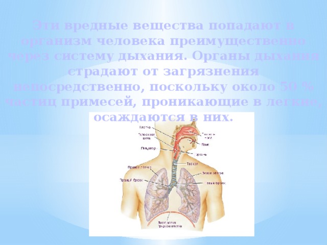  Эти вредные вещества попадают в организм человека преимущественно через систему дыхания. Органы дыхания страдают от загрязнения непосредственно, поскольку около 50 % частиц примесей, проникающие в легкие, осаждаются в них. 