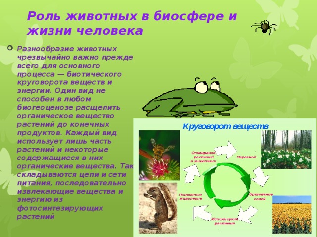 Роль животных в биосфере и жизни человека Разнообразие животных чрезвычайно важно прежде всего для основного процесса — биотического круговорота веществ и энергии. Один вид не способен в любом биогеоценозе расщепить органическое вещество растений до конечных продуктов. Каждый вид использует лишь часть растений и некоторые содержащиеся в них органические вещества. Так складываются цепи и сети питания, последовательно извлекающие вещества и энергию из фотосинтезирующих растений 