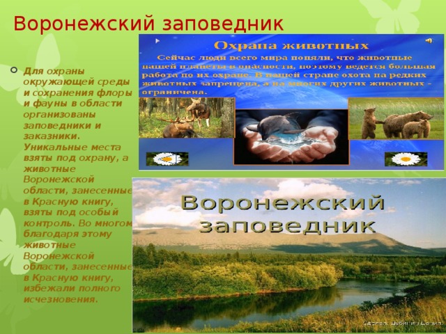 Воронежский заповедник Для охраны окружающей среды и сохранения флоры и фауны в области организованы заповедники и заказники. Уникальные места взяты под охрану, а животные Воронежской области, занесенные в Красную книгу, взяты под особый контроль. Во многом благодаря этому животные Воронежской области, занесенные в Красную книгу, избежали полного исчезновения. 