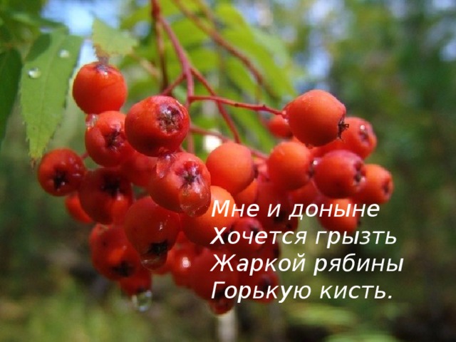  Мне и доныне Хочется грызть Жаркой рябины Горькую кисть.  