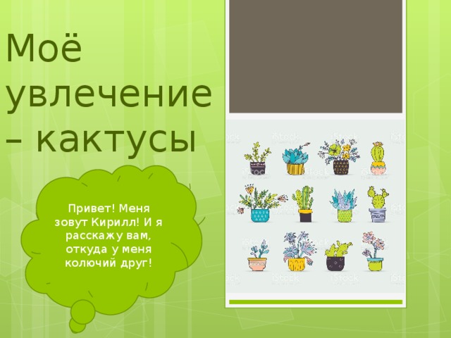 Моё увлечение – кактусы Привет! Меня зовут Кирилл! И я расскажу вам, откуда у меня колючий друг! 