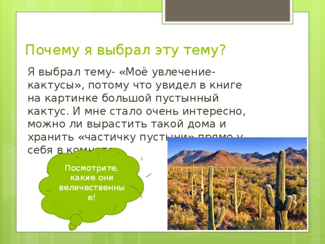 Почему я выбрал эту тему? Я выбрал тему- «Моё увлечение-кактусы», потому что увидел в книге на картинке большой пустынный кактус. И мне стало очень интересно, можно ли вырастить такой дома и хранить «частичку пустыни» прямо у себя в комнате. Посмотрите, какие они величественные! 