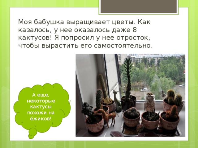 Моя бабушка выращивает цветы. Как казалось, у нее оказалось даже 8 кактусов! Я попросил у нее отросток, чтобы вырастить его самостоятельно. А еще, некоторые кактусы похожи на ёжиков! 