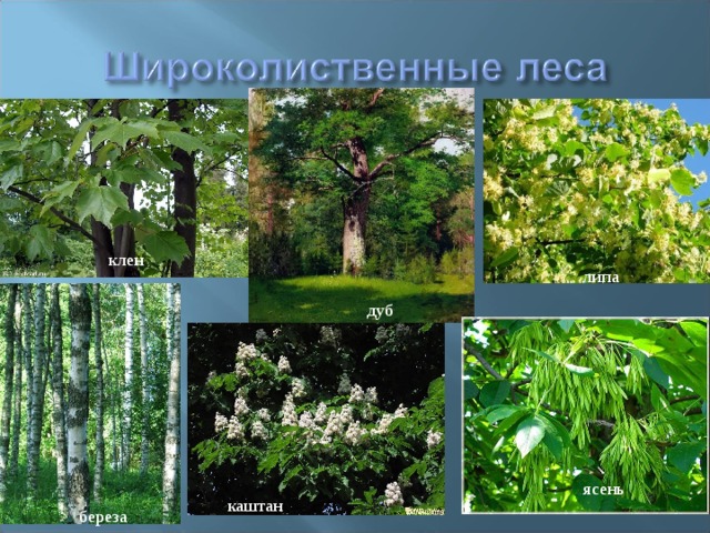 клен липа дуб ясень каштан береза 