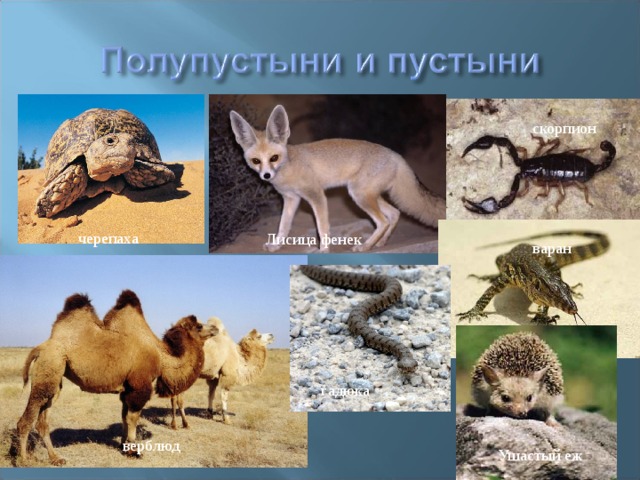 скорпион черепаха Лисица фенек варан гадюка верблюд Ушастый еж 