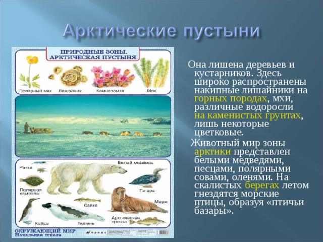  Она лишена деревьев и кустарников. Здесь широко распространены накипные лишайники на горных породах , мхи, различные водоросли на каменистых грунтах , лишь некоторые цветковые.  Животный мир зоны арктики представлен белыми медведями, песцами, полярными совами, оленями. На скалистых берегах летом гнездятся морские птицы, образуя «птичьи базары». 