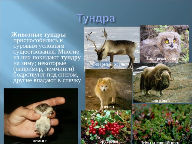  Животные  тундры приспособились к суровым условиям существования. Многие из них покидают тундру на зиму; некоторые (например, лемминги) бодрствуют под снегом, другие впадают в спячку Полярная сова Северный олень овцебык песец леминг брусника Мхи и лишайники 