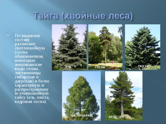 По видовому составу различают светлохвойную (сосна обыкновенная, некоторые американские виды сосны, лиственницы сибирская и даурская) и более характерную и распространенную темнохвойную тайгу (ель, пихта, кедровая сосна). пихта ель сосна лиственница кедр 