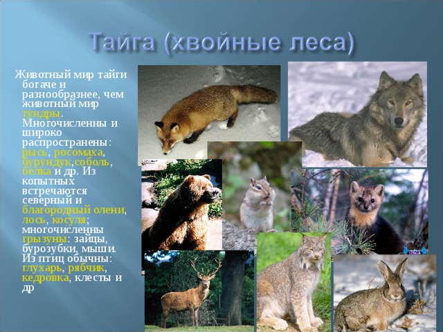  Животный мир тайги богаче и разнообразнее, чем животный мир тундры . Многочисленны и широко распространены: рысь , росомаха , бурундук , соболь , белка и др. Из копытных встречаются северный и благородный олени , лось , косуля ; многочисленны грызуны : зайцы, бурозубки, мыши. Из птиц обычны: глухарь , рябчик , кедровка , клесты и др 