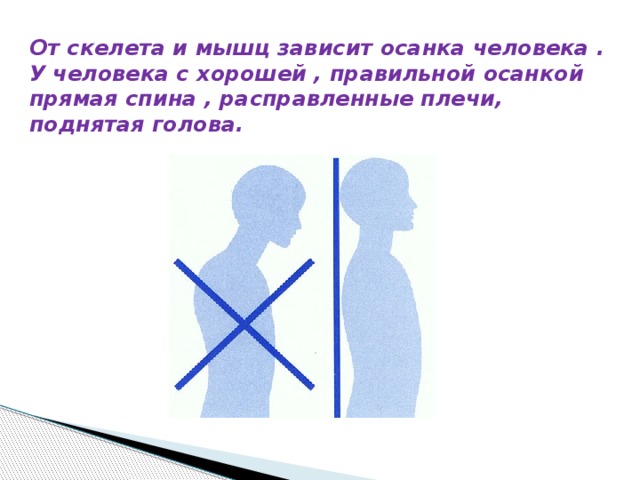 От скелета и мышц зависит осанка человека . У человека с хорошей , правильной осанкой прямая спина , расправленные плечи, поднятая голова. 