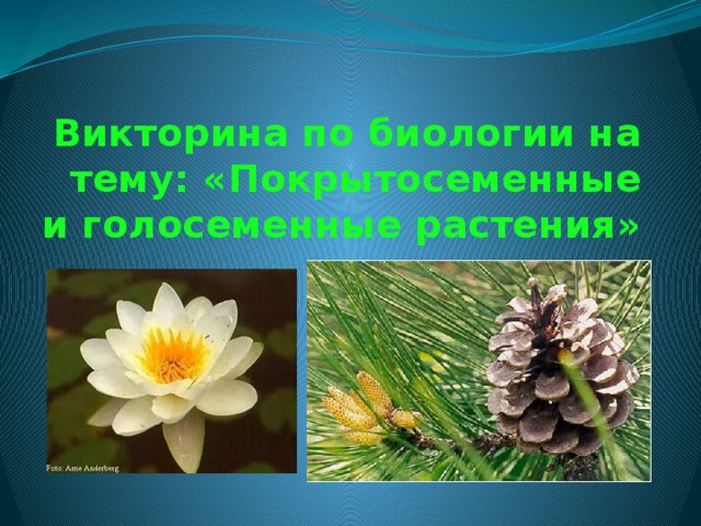 Викторина по биологии на тему: «Покрытосеменные и голосеменные растения» 