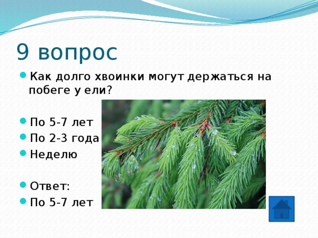9 вопрос Как долго хвоинки могут держаться на побеге у ели? По 5-7 лет По 2-3 года Неделю Ответ: По 5-7 лет 