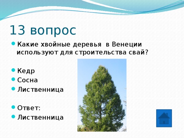 13 вопрос Какие хвойные деревья в Венеции используют для строительства свай? Кедр Сосна Лиственница Ответ: Лиственница 