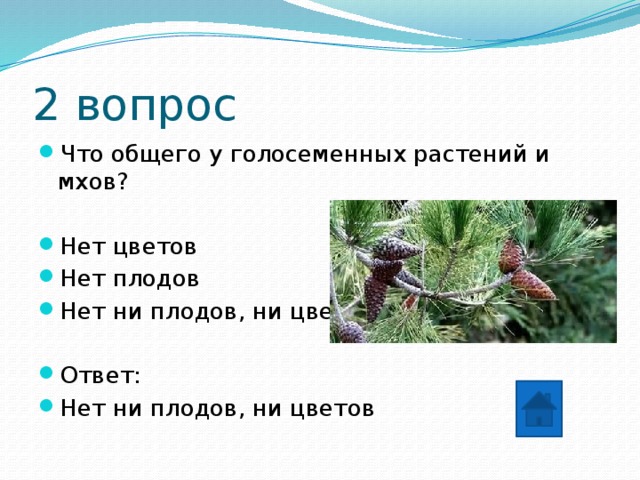 2 вопрос Что общего у голосеменных растений и мхов? Нет цветов Нет плодов Нет ни плодов, ни цветов Ответ: Нет ни плодов, ни цветов 