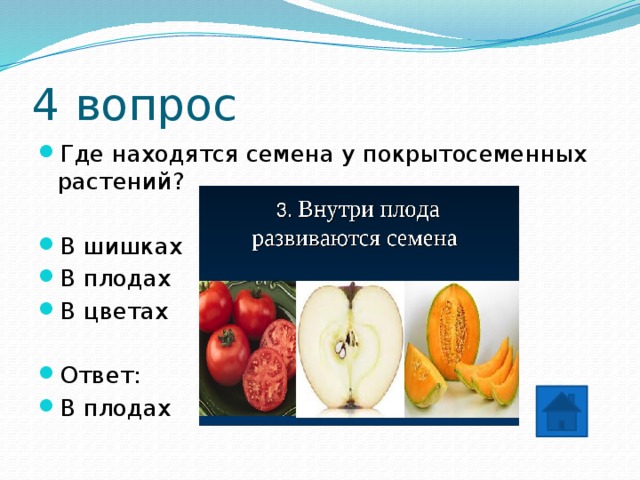 4 вопрос Где находятся семена у покрытосеменных растений? В шишках В плодах В цветах Ответ: В плодах 