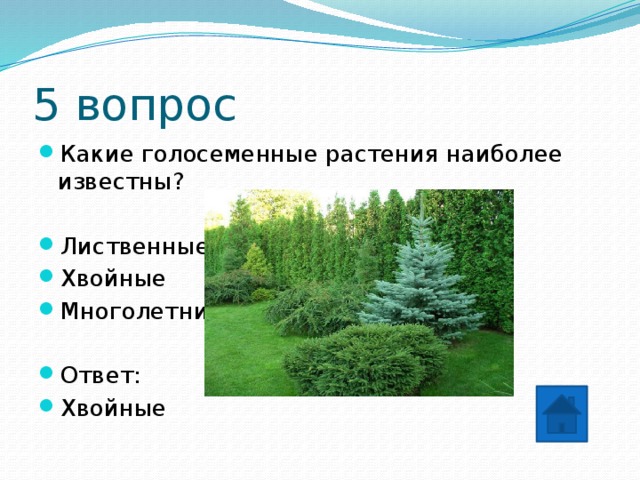 5 вопрос Какие голосеменные растения наиболее известны? Лиственные Хвойные Многолетние Ответ: Хвойные 