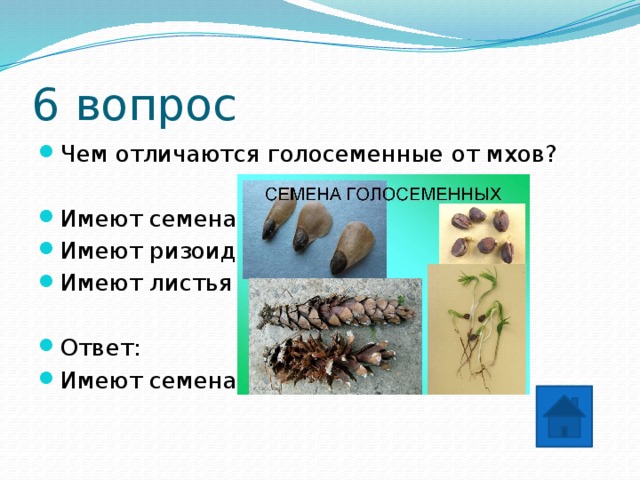 6 вопрос Чем отличаются голосеменные от мхов? Имеют семена Имеют ризоиды Имеют листья Ответ: Имеют семена 