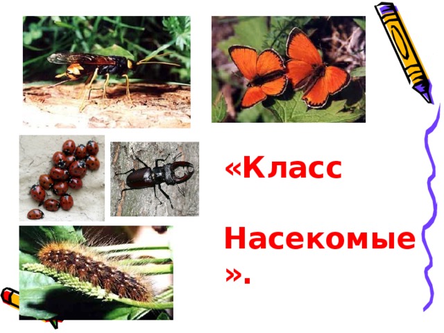 «Класс Насекомые». 