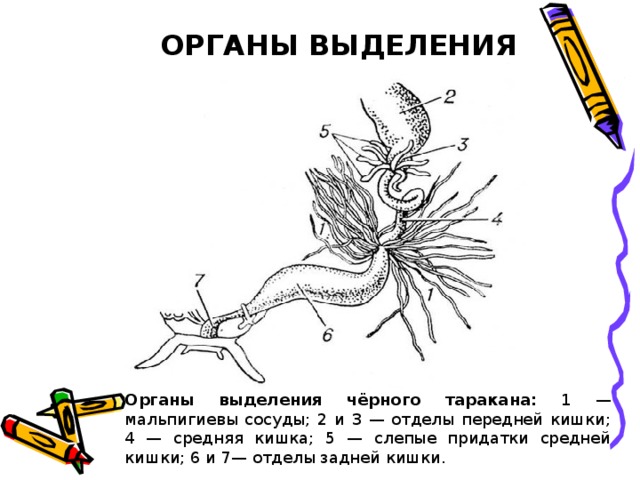 ОРГАНЫ ВЫДЕЛЕНИЯ Органы выделения чёрного таракана: 1 — мальпигиевы сосуды; 2 и 3 — отделы передней кишки; 4 — средняя кишка; 5 — слепые придатки средней кишки; 6 и 7— отделы задней кишки. 
