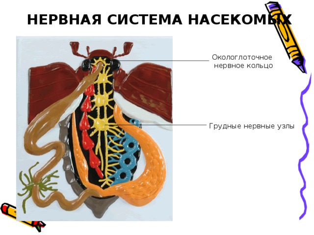 НЕРВНАЯ СИСТЕМА НАСЕКОМЫХ Окологлоточное  нервное кольцо Грудные нервные узлы 