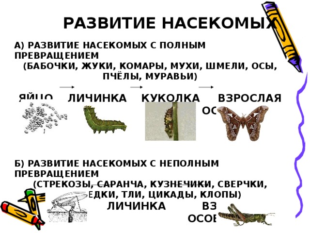 РАЗВИТИЕ НАСЕКОМЫХ А) РАЗВИТИЕ НАСЕКОМЫХ С ПОЛНЫМ ПРЕВРАЩЕНИЕМ (БАБОЧКИ, ЖУКИ, КОМАРЫ, МУХИ, ШМЕЛИ, ОСЫ, ПЧЁЛЫ, МУРАВЬИ) ЯЙЦО ЛИЧИНКА КУКОЛКА ВЗРОСЛАЯ  ОСОБЬ Б) РАЗВИТИЕ НАСЕКОМЫХ С НЕПОЛНЫМ ПРЕВРАЩЕНИЕМ (СТРЕКОЗЫ, САРАНЧА, КУЗНЕЧИКИ, СВЕРЧКИ, МЕДВЕДКИ, ТЛИ, ЦИКАДЫ, КЛОПЫ)  ЯЙЦО ЛИЧИНКА ВЗРОСЛАЯ  ОСОБЬ 