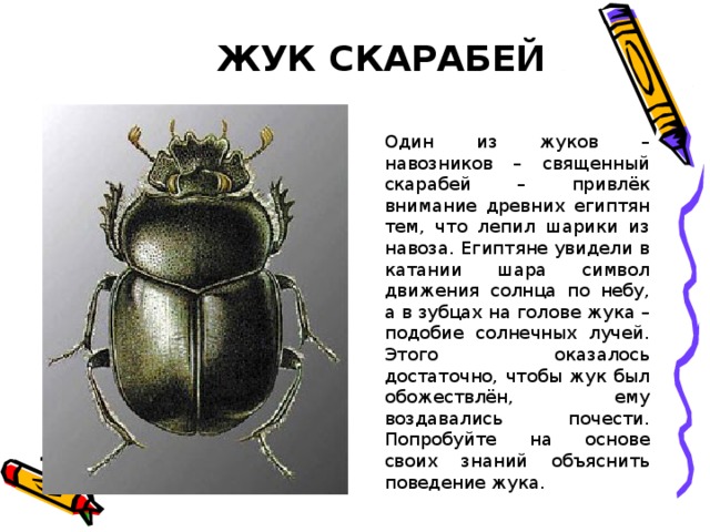 ЖУК СКАРАБЕЙ Один из жуков – навозников – священный скарабей – привлёк внимание древних египтян тем, что лепил шарики из навоза. Египтяне увидели в катании шара символ движения солнца по небу, а в зубцах на голове жука – подобие солнечных лучей. Этого оказалось достаточно, чтобы жук был обожествлён, ему воздавались почести. Попробуйте на основе своих знаний объяснить поведение жука. 