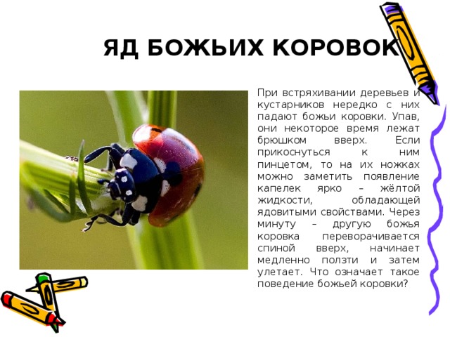 ЯД БОЖЬИХ КОРОВОК При встряхивании деревьев и кустарников нередко с них падают божьи коровки. Упав, они некоторое время лежат брюшком вверх. Если прикоснуться к ним пинцетом, то на их ножках можно заметить появление капелек ярко – жёлтой жидкости, обладающей ядовитыми свойствами. Через минуту – другую божья коровка переворачивается спиной вверх, начинает медленно ползти и затем улетает. Что означает такое поведение божьей коровки? 