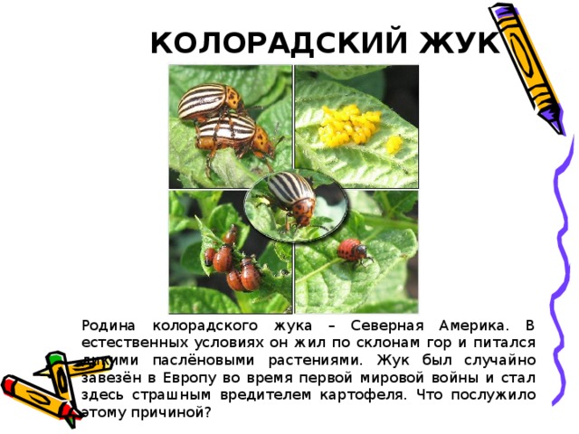 КОЛОРАДСКИЙ ЖУК Родина колорадского жука – Северная Америка. В естественных условиях он жил по склонам гор и питался дикими паслёновыми растениями. Жук был случайно завезён в Европу во время первой мировой войны и стал здесь страшным вредителем картофеля. Что послужило этому причиной? 
